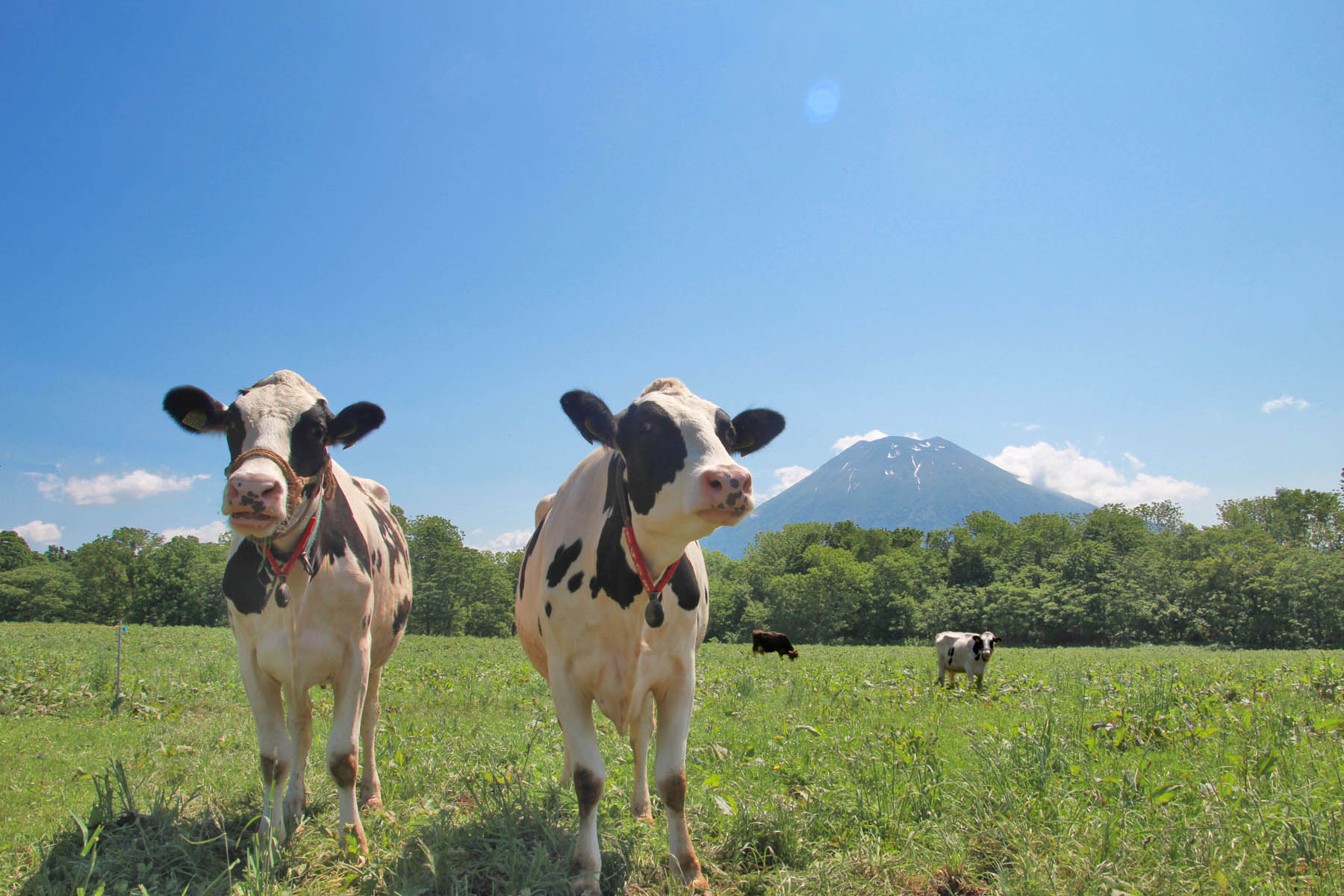 Niseko Takahashi Dairy Farm-0