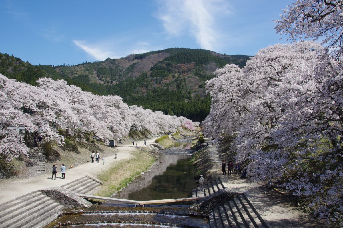 Uguigawa River Senbonzakura Cherry Blossoms-0