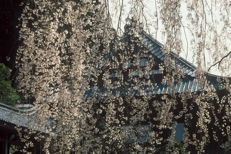 minobusan_kuonji_temple
