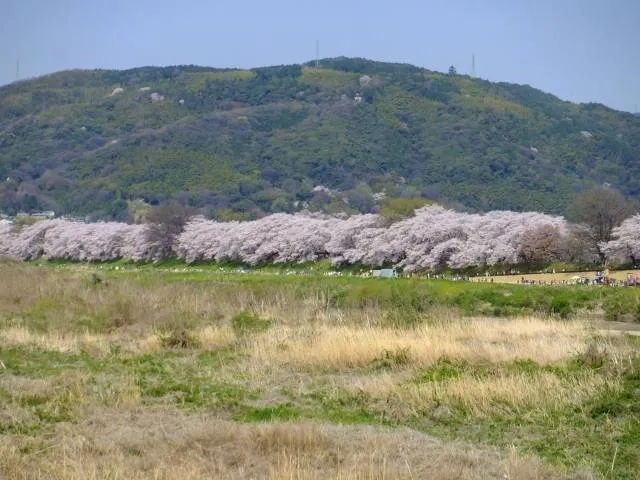 cherryblossom_japan