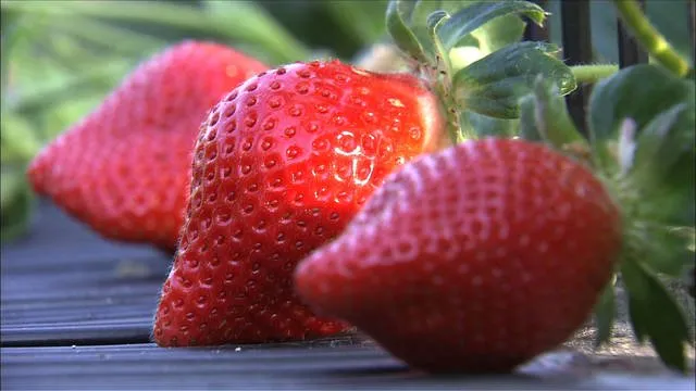 strawberry