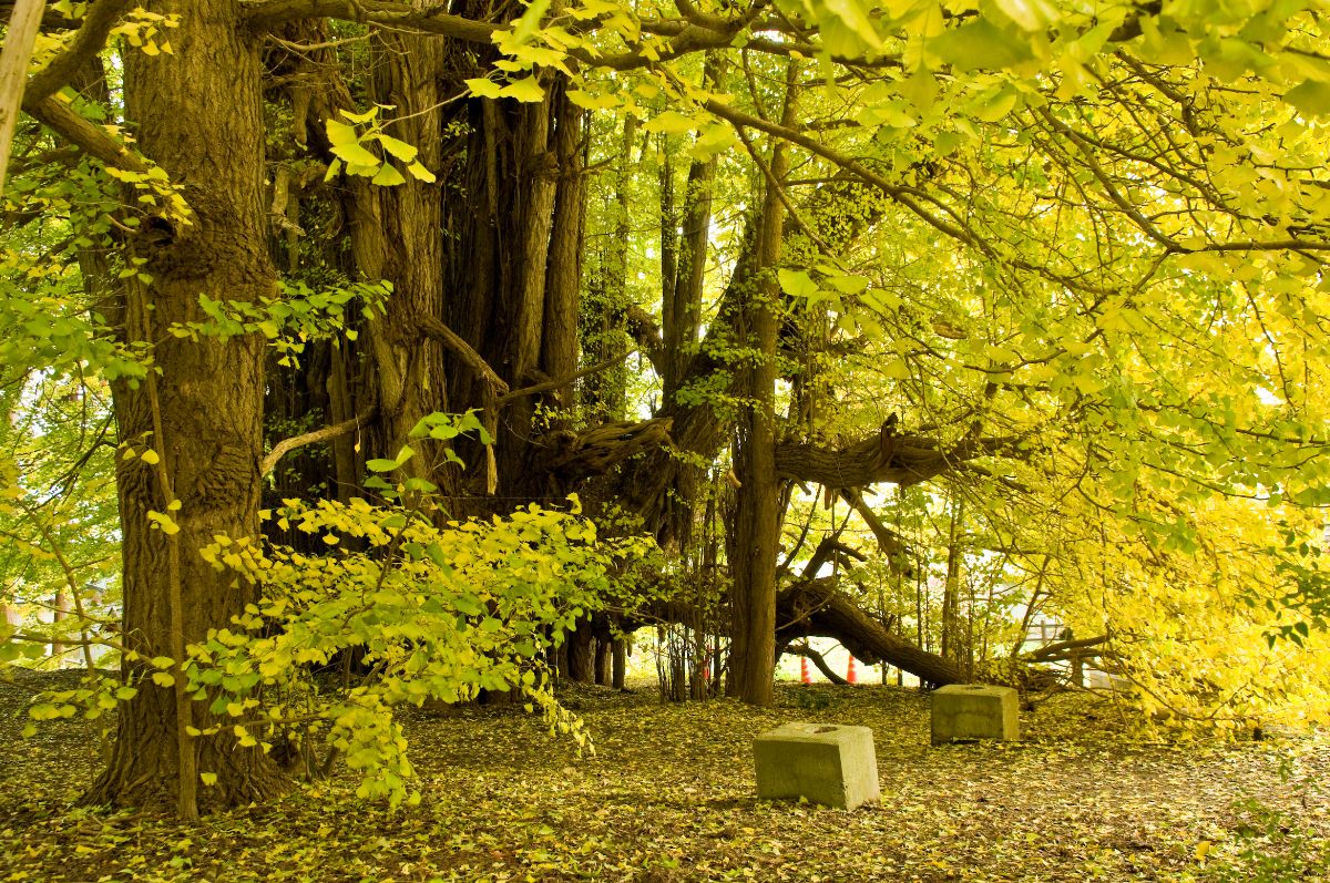 The gingko tree in Kitakanegasawa